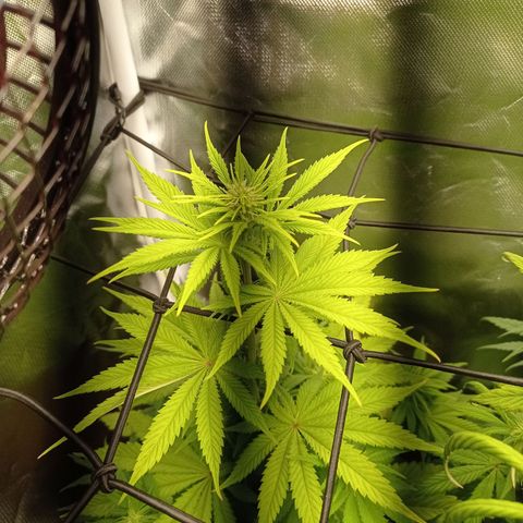 Marisoles. Og Kush, Sweetberry, Pinneapple Punch, Wedding Cake growlog timeline photo