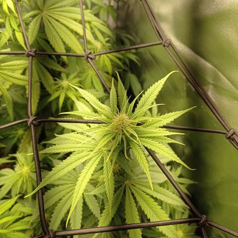 Marisoles. Og Kush, Sweetberry, Pinneapple Punch, Wedding Cake growlog timeline photo