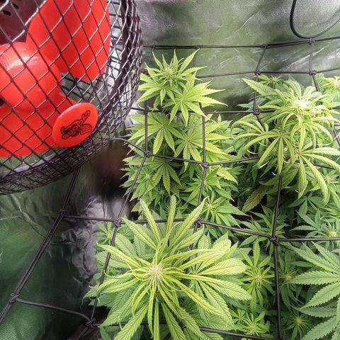 Marisoles. Og Kush, Sweetberry, Pinneapple Punch, Wedding Cake growlog timeline photo