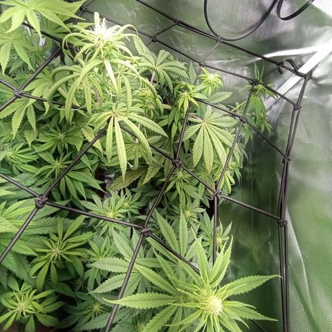 Marisoles. Og Kush, Sweetberry, Pinneapple Punch, Wedding Cake growlog timeline photo