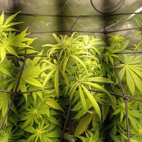 Marisoles. Og Kush, Sweetberry, Pinneapple Punch, Wedding Cake growlog timeline photo