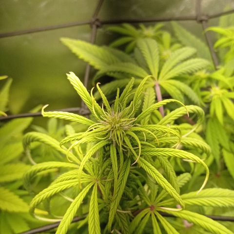 Marisoles. Og Kush, Sweetberry, Pinneapple Punch, Wedding Cake growlog timeline photo