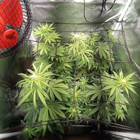 Marisoles. Og Kush, Sweetberry, Pinneapple Punch, Wedding Cake growlog timeline photo