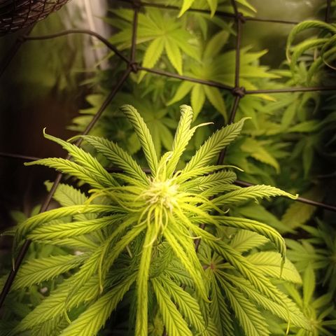 Marisoles. Og Kush, Sweetberry, Pinneapple Punch, Wedding Cake growlog timeline photo