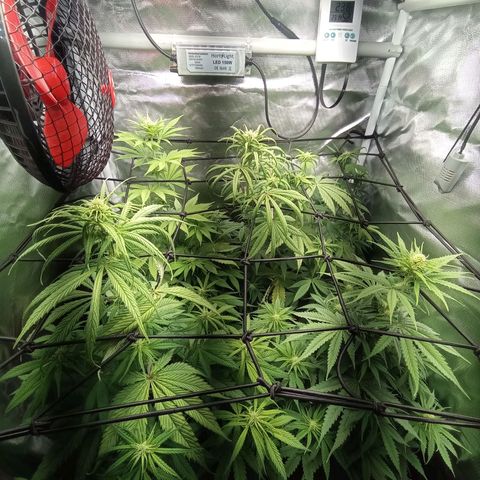 Marisoles. Og Kush, Sweetberry, Pinneapple Punch, Wedding Cake growlog timeline photo