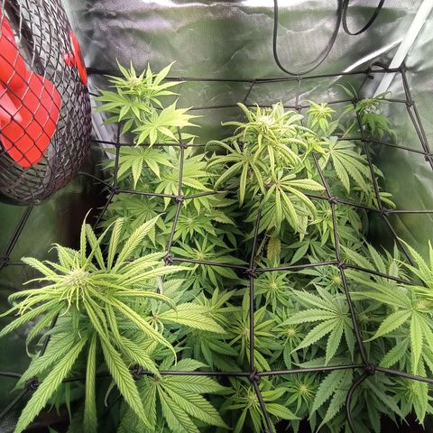 Marisoles. Og Kush, Sweetberry, Pinneapple Punch, Wedding Cake growlog timeline photo