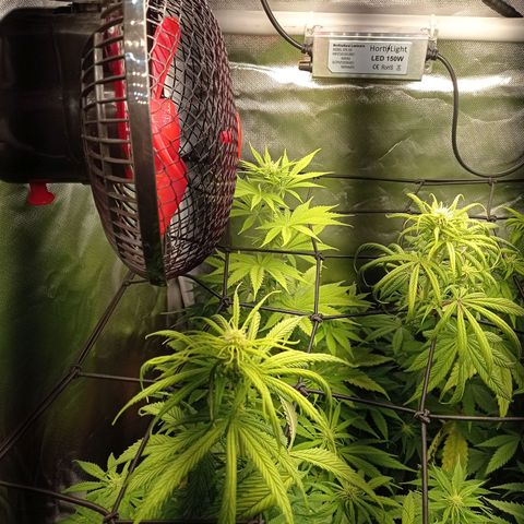 Marisoles. Og Kush, Sweetberry, Pinneapple Punch, Wedding Cake growlog timeline photo