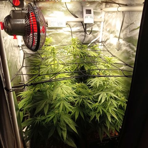Marisoles. Og Kush, Sweetberry, Pinneapple Punch, Wedding Cake growlog timeline photo