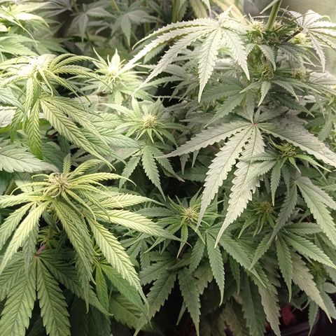 Marisoles. Og Kush, Sweetberry, Pinneapple Punch, Wedding Cake growlog timeline photo