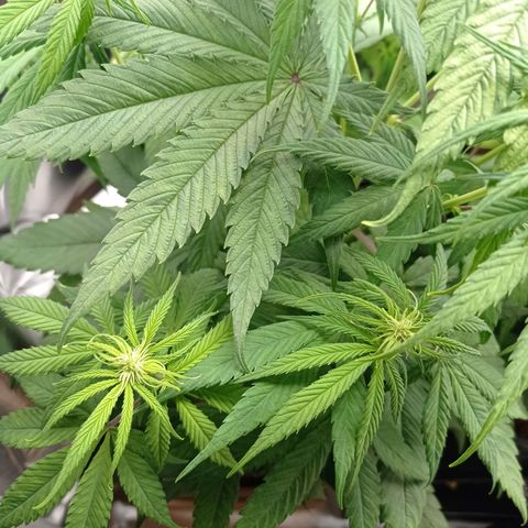 Marisoles. Og Kush, Sweetberry, Pinneapple Punch, Wedding Cake growlog timeline photo