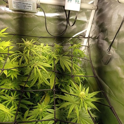 Marisoles. Og Kush, Sweetberry, Pinneapple Punch, Wedding Cake growlog timeline photo