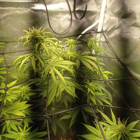 Marisoles. Og Kush, Sweetberry, Pinneapple Punch, Wedding Cake growlog timeline photo