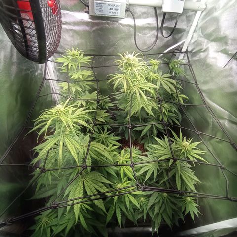 Marisoles. Og Kush, Sweetberry, Pinneapple Punch, Wedding Cake growlog timeline photo