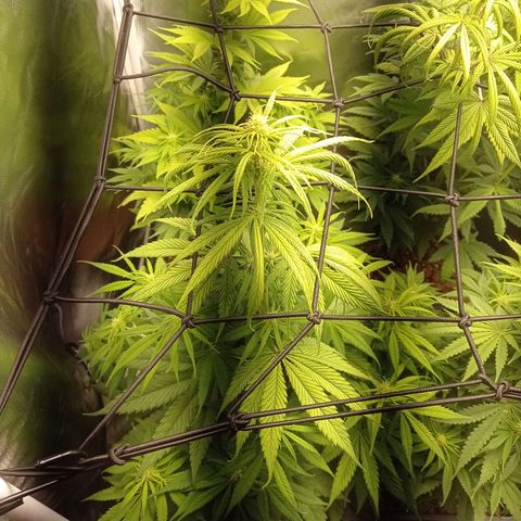Marisoles. Og Kush, Sweetberry, Pinneapple Punch, Wedding Cake growlog timeline photo