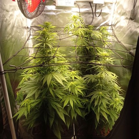 Marisoles. Og Kush, Sweetberry, Pinneapple Punch, Wedding Cake growlog timeline photo