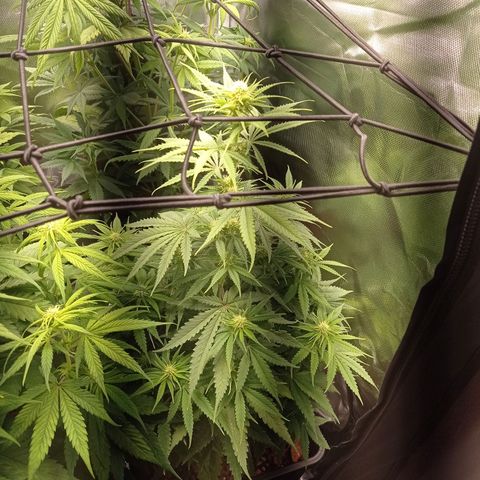 Marisoles. Og Kush, Sweetberry, Pinneapple Punch, Wedding Cake growlog timeline photo