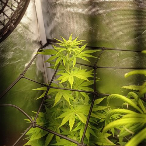 Marisoles. Og Kush, Sweetberry, Pinneapple Punch, Wedding Cake growlog timeline photo