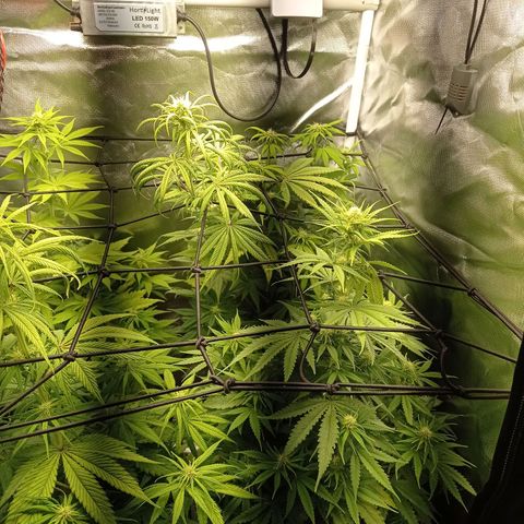 Marisoles. Og Kush, Sweetberry, Pinneapple Punch, Wedding Cake growlog timeline photo
