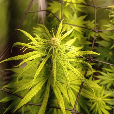Marisoles. Og Kush, Sweetberry, Pinneapple Punch, Wedding Cake growlog timeline photo