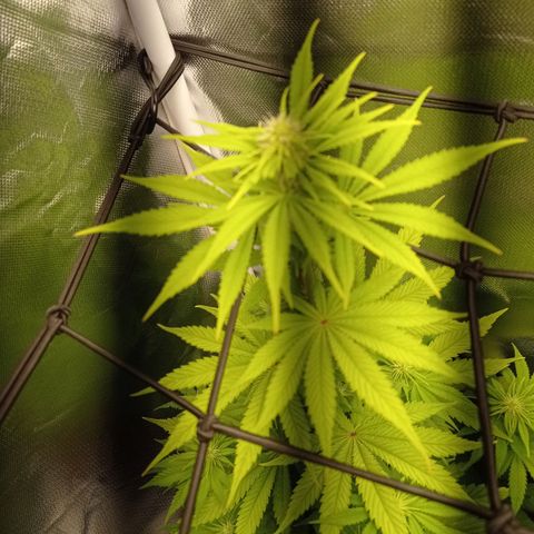 Marisoles. Og Kush, Sweetberry, Pinneapple Punch, Wedding Cake growlog timeline photo