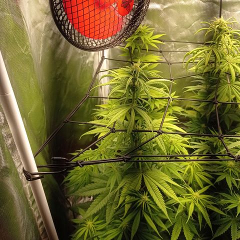 Marisoles. Og Kush, Sweetberry, Pinneapple Punch, Wedding Cake growlog timeline photo