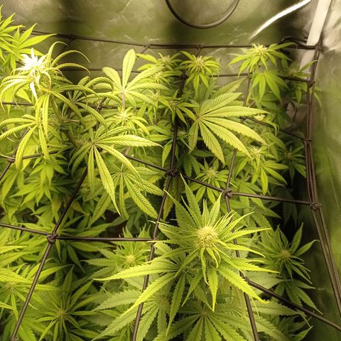 Marisoles. Og Kush, Sweetberry, Pinneapple Punch, Wedding Cake growlog timeline photo