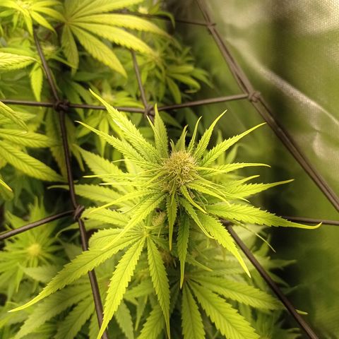 Marisoles. Og Kush, Sweetberry, Pinneapple Punch, Wedding Cake growlog timeline photo