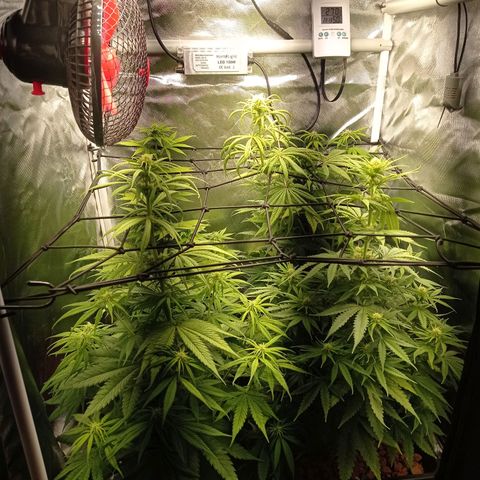 Marisoles. Og Kush, Sweetberry, Pinneapple Punch, Wedding Cake growlog timeline photo