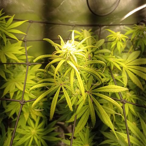Marisoles. Og Kush, Sweetberry, Pinneapple Punch, Wedding Cake growlog timeline photo