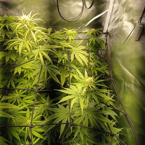 Marisoles. Og Kush, Sweetberry, Pinneapple Punch, Wedding Cake growlog timeline photo