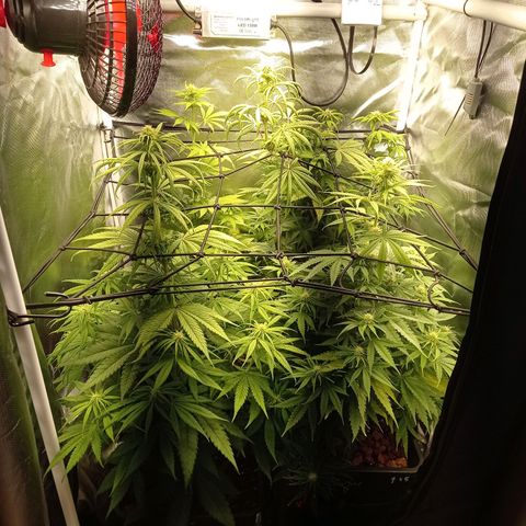 Marisoles. Og Kush, Sweetberry, Pinneapple Punch, Wedding Cake growlog timeline photo