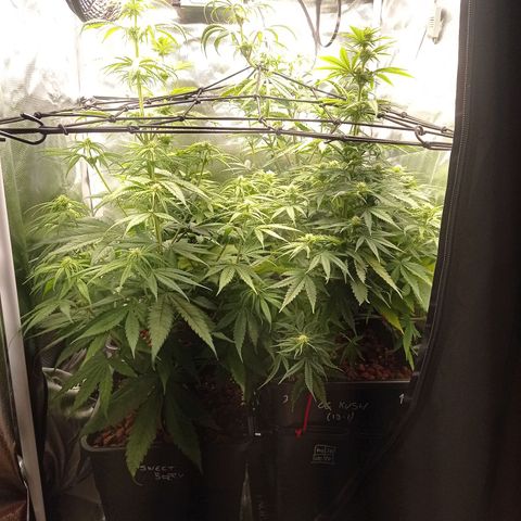 Marisoles. Og Kush, Sweetberry, Pinneapple Punch, Wedding Cake growlog timeline photo