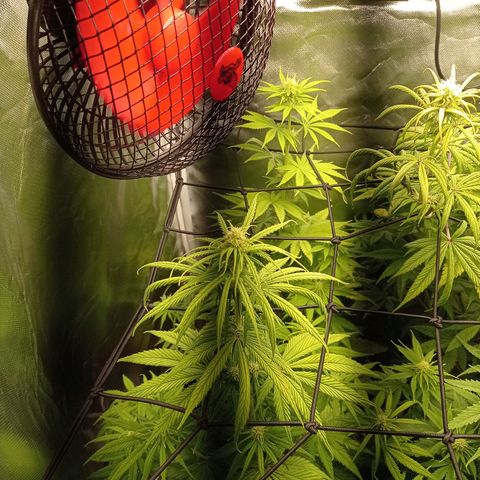Marisoles. Og Kush, Sweetberry, Pinneapple Punch, Wedding Cake growlog timeline photo