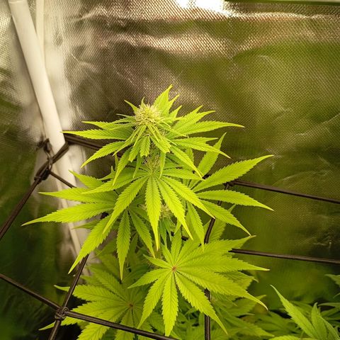 Marisoles. Og Kush, Sweetberry, Pinneapple Punch, Wedding Cake growlog timeline photo