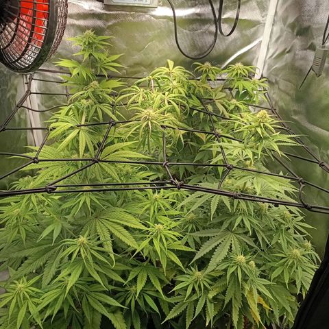 Marisoles. Og Kush, Sweetberry, Pinneapple Punch, Wedding Cake growlog timeline photo