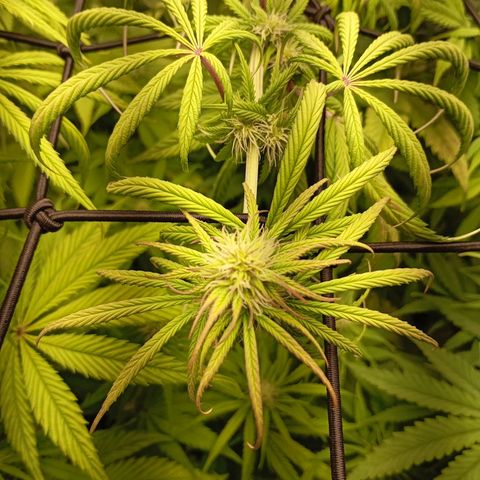 Marisoles. Og Kush, Sweetberry, Pinneapple Punch, Wedding Cake growlog timeline photo