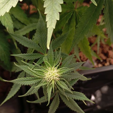 Marisoles. Og Kush, Sweetberry, Pinneapple Punch, Wedding Cake growlog timeline photo