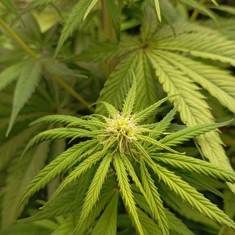 Marisoles. Og Kush, Sweetberry, Pinneapple Punch, Wedding Cake growlog timeline photo