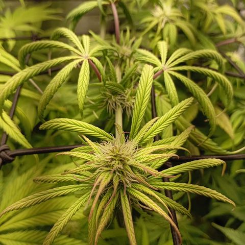 Marisoles. Og Kush, Sweetberry, Pinneapple Punch, Wedding Cake growlog timeline photo