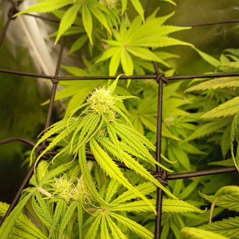 Marisoles. Og Kush, Sweetberry, Pinneapple Punch, Wedding Cake growlog timeline photo