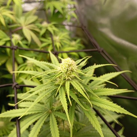 Marisoles. Og Kush, Sweetberry, Pinneapple Punch, Wedding Cake growlog timeline photo