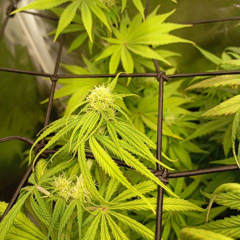 Marisoles. Og Kush, Sweetberry, Pinneapple Punch, Wedding Cake growlog timeline photo