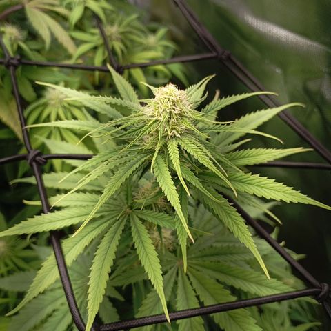 Marisoles. Og Kush, Sweetberry, Pinneapple Punch, Wedding Cake growlog timeline photo