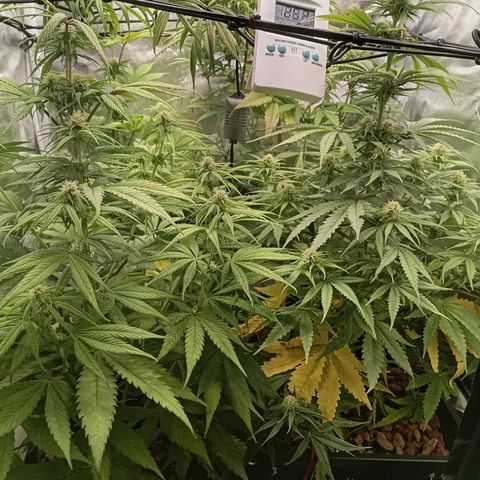 Marisoles. Og Kush, Sweetberry, Pinneapple Punch, Wedding Cake growlog timeline photo