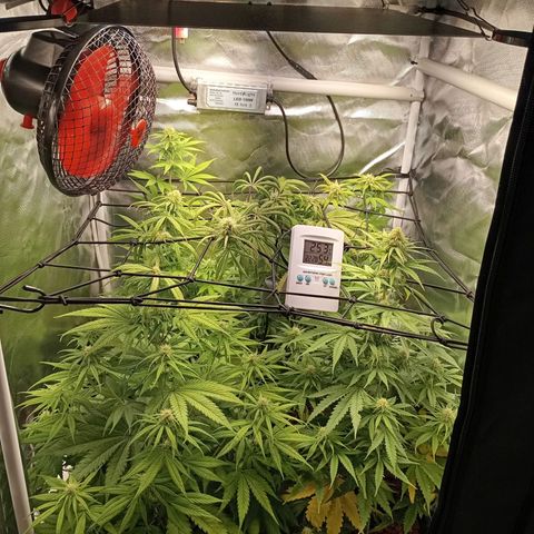 Marisoles. Og Kush, Sweetberry, Pinneapple Punch, Wedding Cake growlog timeline photo