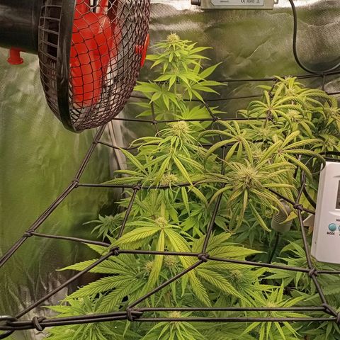 Marisoles. Og Kush, Sweetberry, Pinneapple Punch, Wedding Cake growlog timeline photo