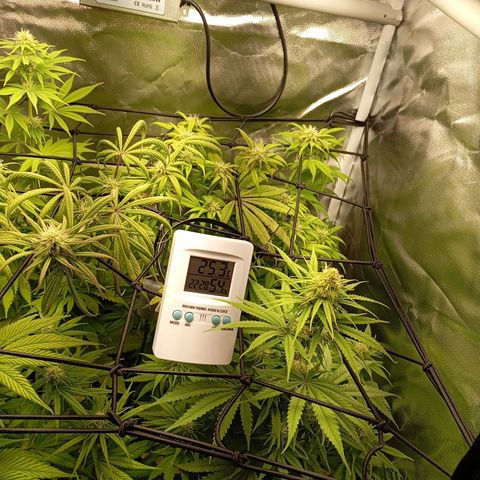 Marisoles. Og Kush, Sweetberry, Pinneapple Punch, Wedding Cake growlog timeline photo