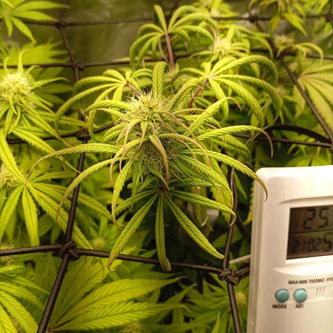 Marisoles. Og Kush, Sweetberry, Pinneapple Punch, Wedding Cake growlog timeline photo