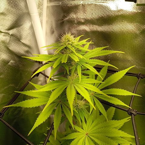 Marisoles. Og Kush, Sweetberry, Pinneapple Punch, Wedding Cake growlog timeline photo