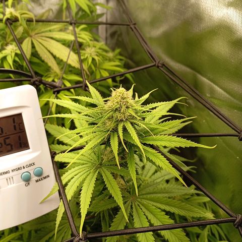 Marisoles. Og Kush, Sweetberry, Pinneapple Punch, Wedding Cake growlog timeline photo